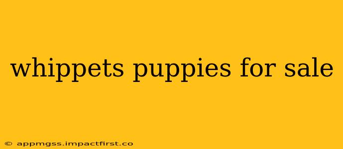 whippets puppies for sale