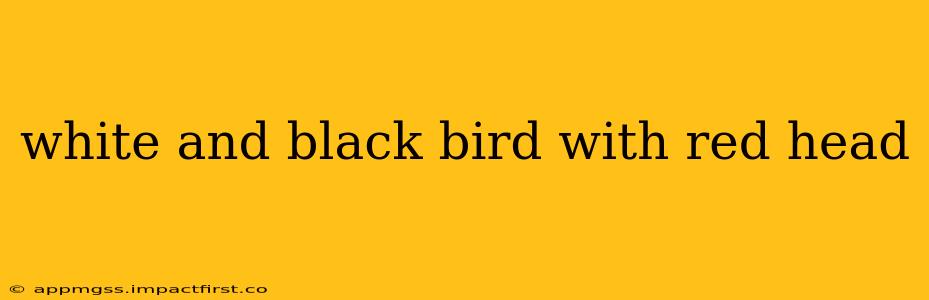 white and black bird with red head