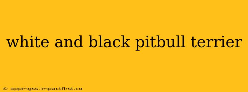white and black pitbull terrier