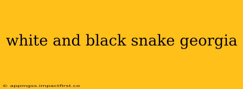white and black snake georgia