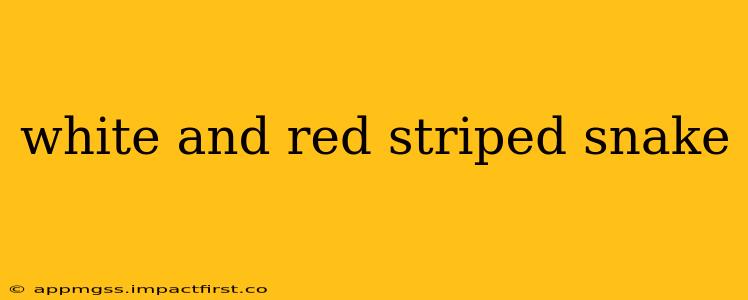 white and red striped snake