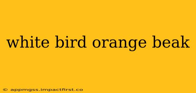 white bird orange beak