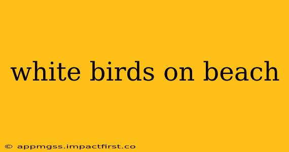 white birds on beach