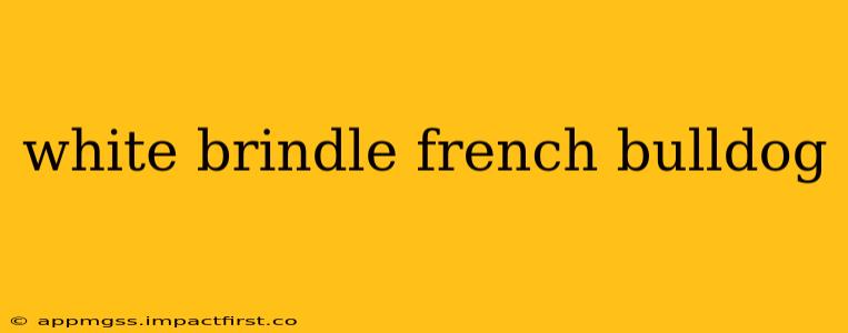 white brindle french bulldog
