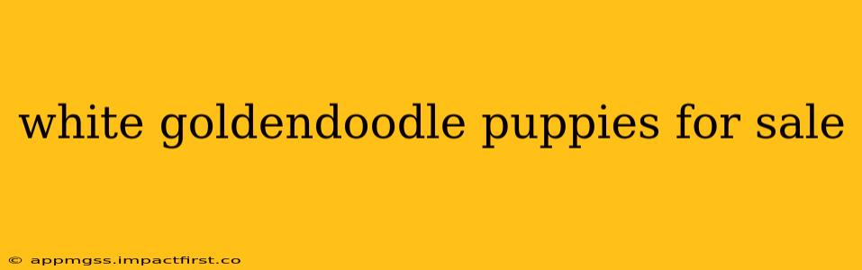 white goldendoodle puppies for sale