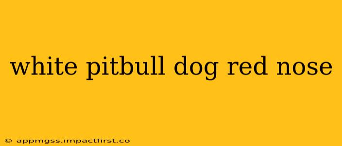white pitbull dog red nose