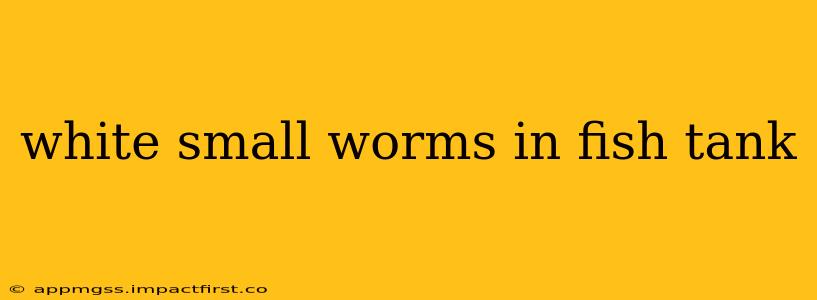 white small worms in fish tank