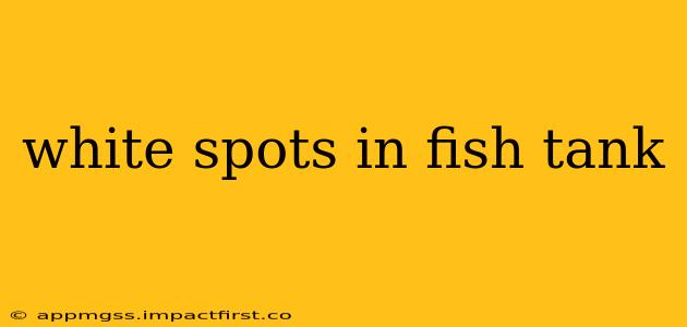 white spots in fish tank