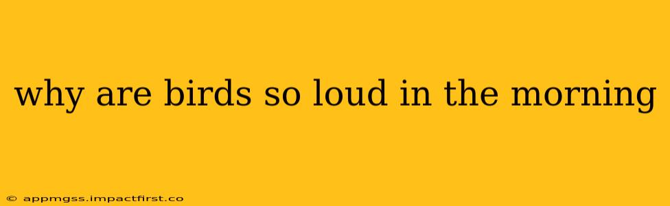 why are birds so loud in the morning