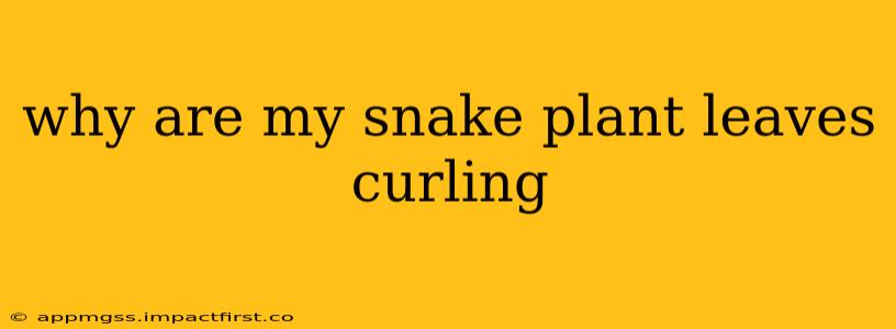why are my snake plant leaves curling