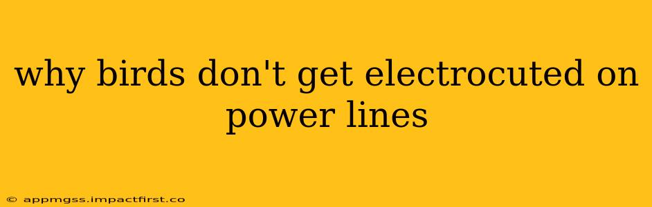 why birds don't get electrocuted on power lines