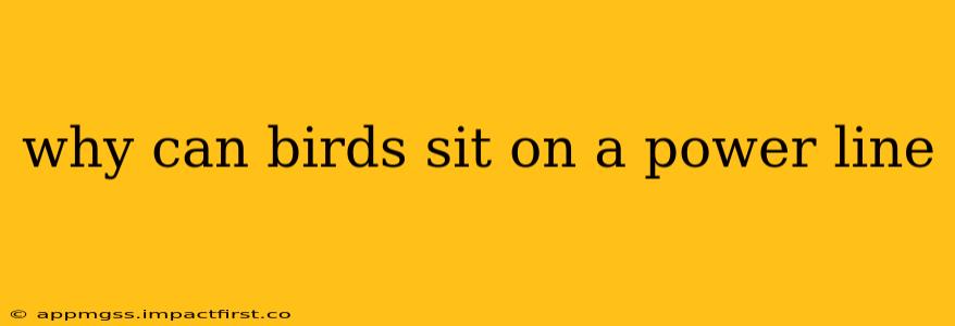 why can birds sit on a power line