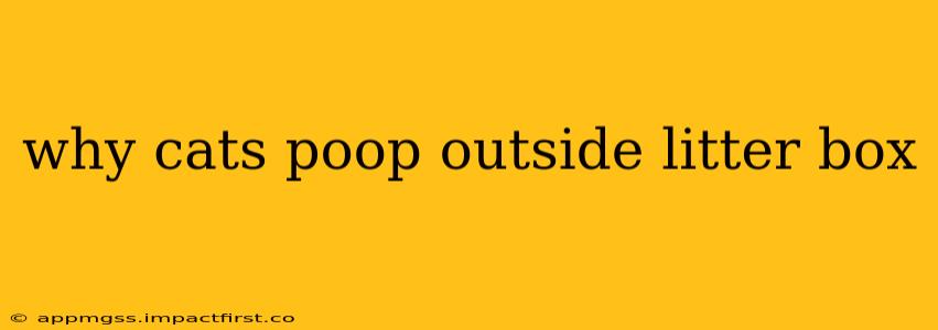 why cats poop outside litter box