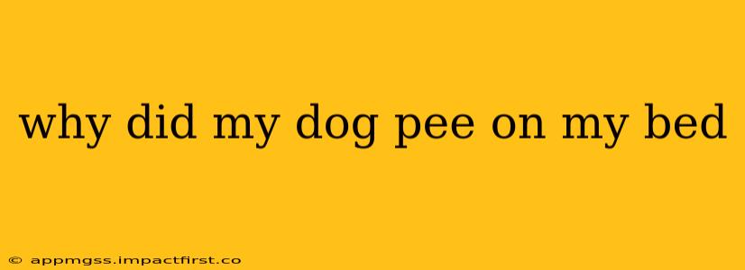 why did my dog pee on my bed