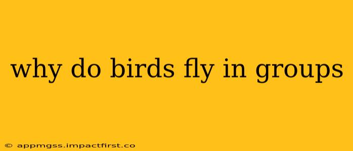 why do birds fly in groups