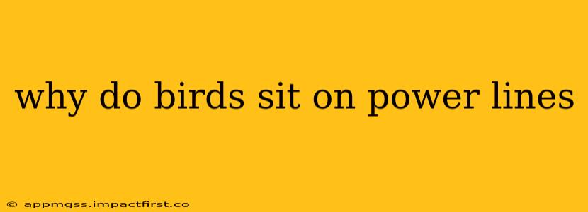 why do birds sit on power lines