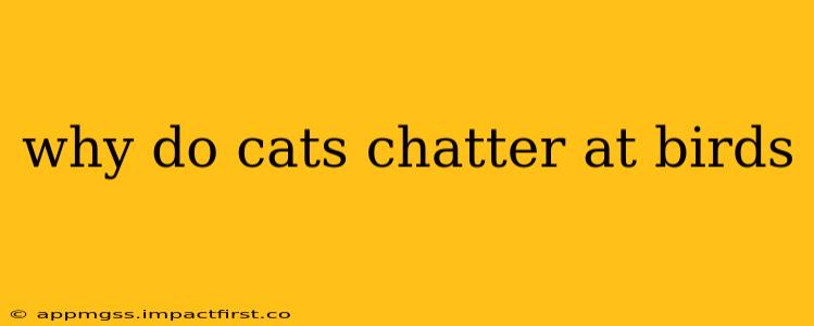 why do cats chatter at birds