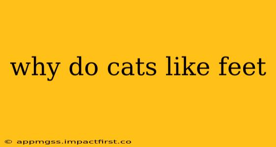 why do cats like feet