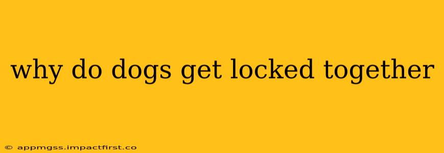 why do dogs get locked together