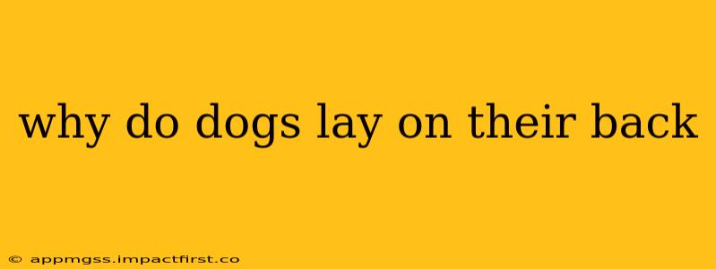 why do dogs lay on their back