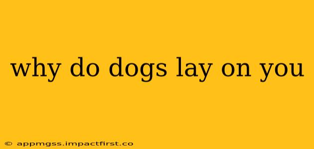 why do dogs lay on you