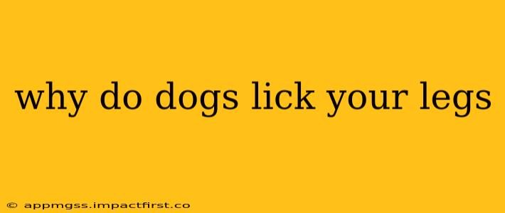 why do dogs lick your legs