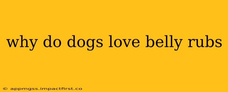 why do dogs love belly rubs
