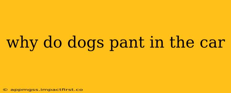 why do dogs pant in the car
