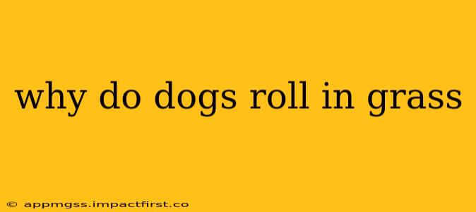 why do dogs roll in grass