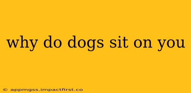 why do dogs sit on you