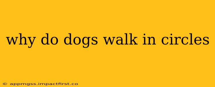 why do dogs walk in circles
