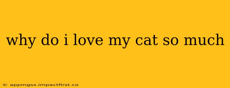 why do i love my cat so much