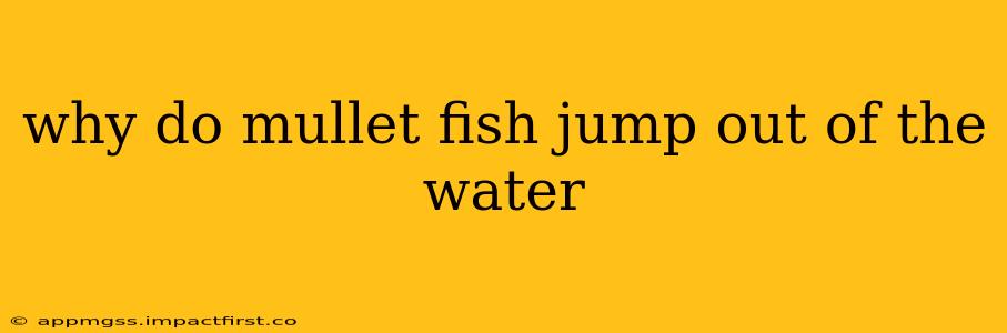 why do mullet fish jump out of the water