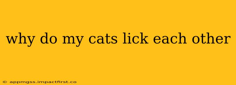why do my cats lick each other