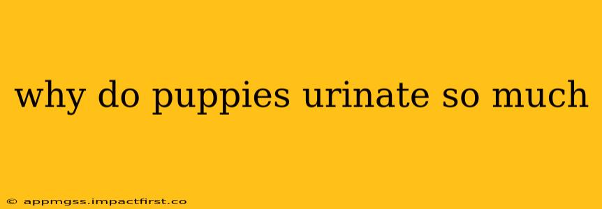 why do puppies urinate so much