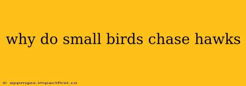 why do small birds chase hawks