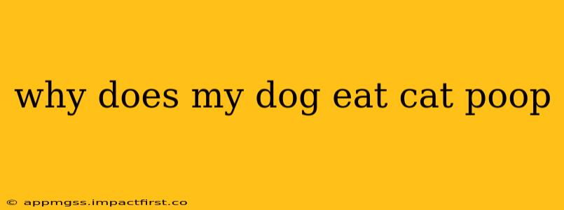 why does my dog eat cat poop