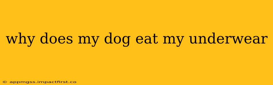 why does my dog eat my underwear