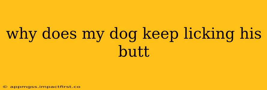 why does my dog keep licking his butt