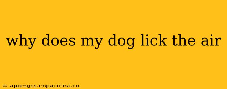why does my dog lick the air