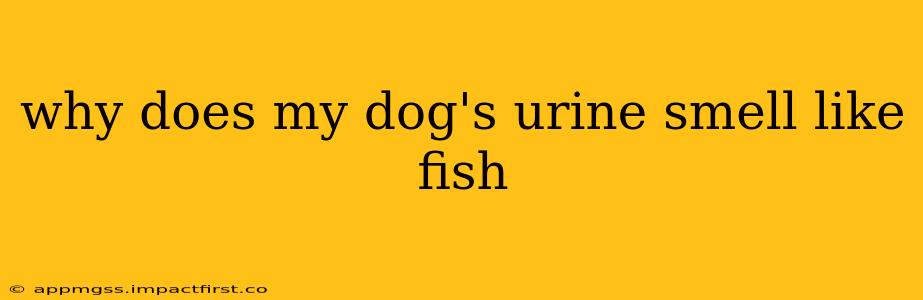 why does my dog's urine smell like fish