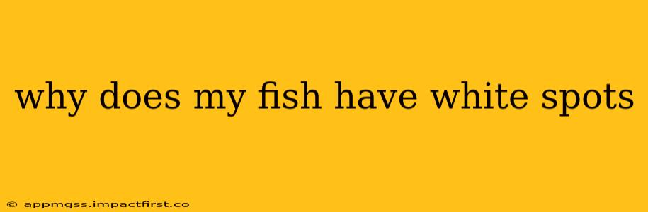 why does my fish have white spots