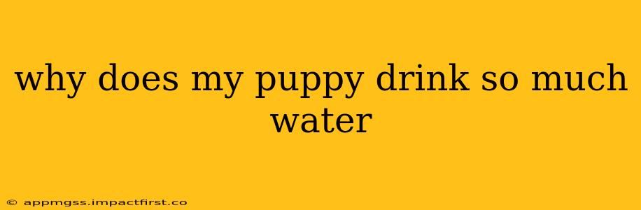 why does my puppy drink so much water