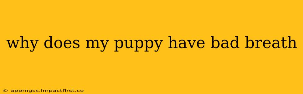 why does my puppy have bad breath