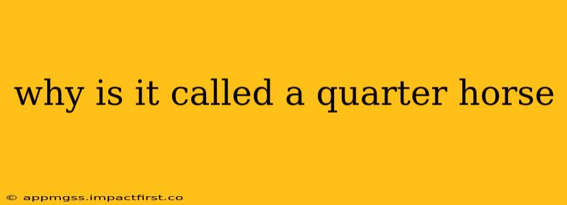 why is it called a quarter horse