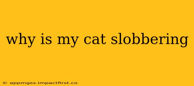 why is my cat slobbering