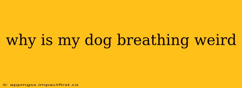 why is my dog breathing weird