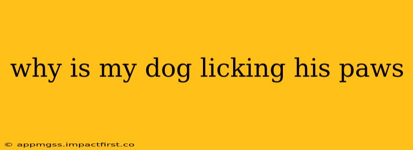 why is my dog licking his paws