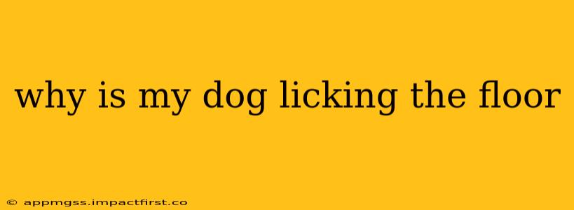 why is my dog licking the floor