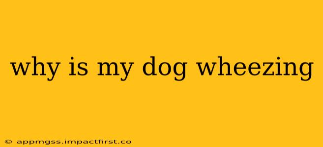 why is my dog wheezing